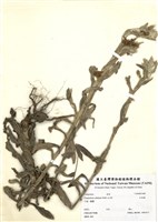 藏品(紅面番)的圖片
